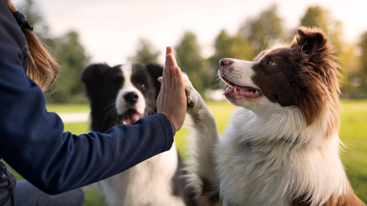 Ein Hund gibt Pfötchen zu seiner Besitzerin