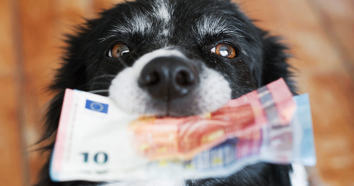 Futter, Steuern ... Was kostet ein Hund im Monat so? | Hanseatic Bank