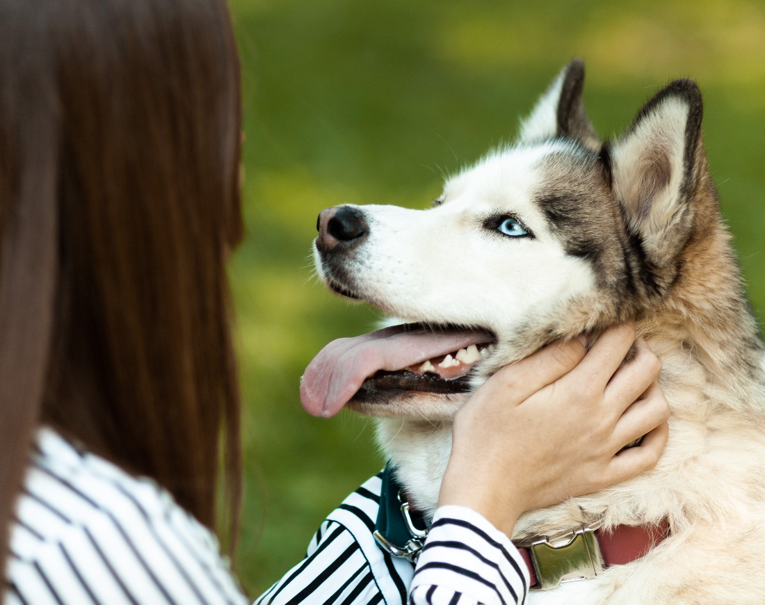 Ein Hund schaut durch ein Gartentor