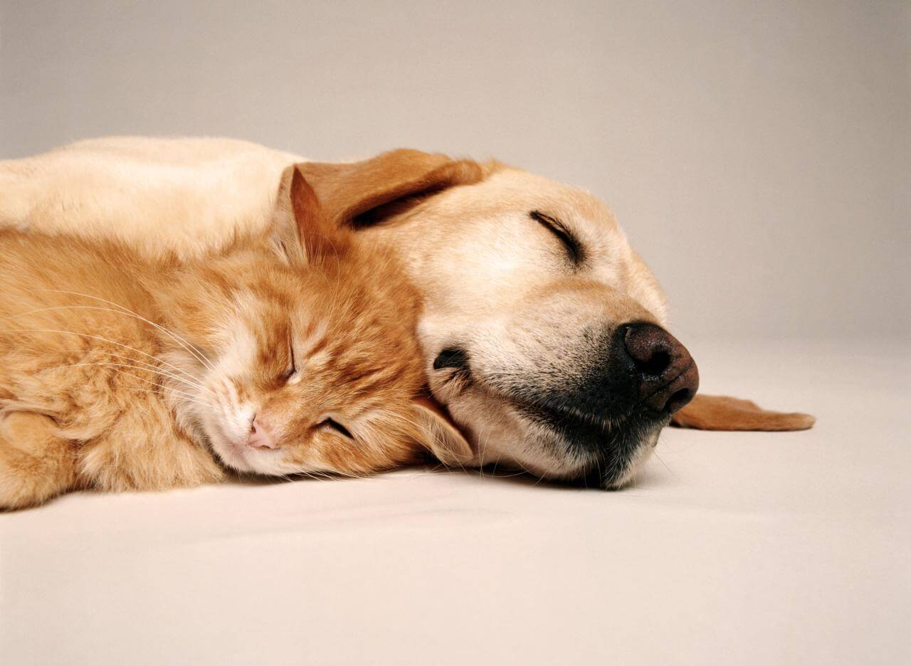 Hund und Katze liegen auf dem Boden und sind gut mit der Tierkrankenversicherung abgesichert