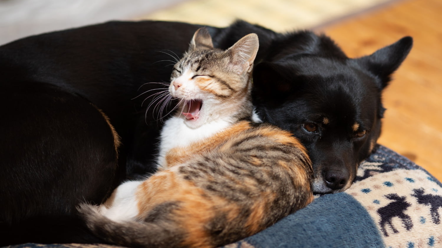 Eine verschlafene junge Katze kuschelt sich an einen größeren schwarzen Hund