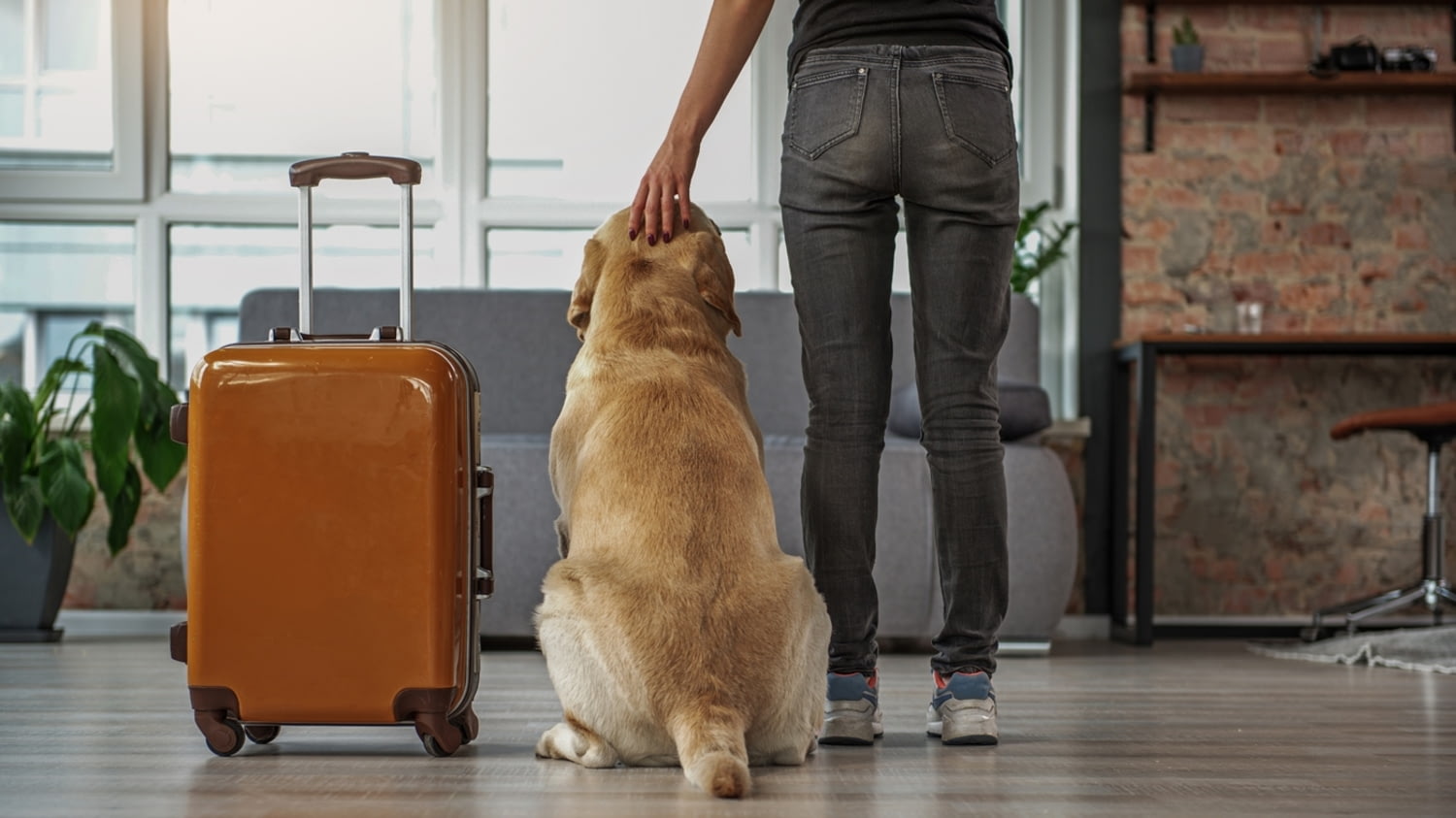 Junge Frau nebst Hund und gepacktem Trolly schaut aus dem Fenster ihrer Wohnung.