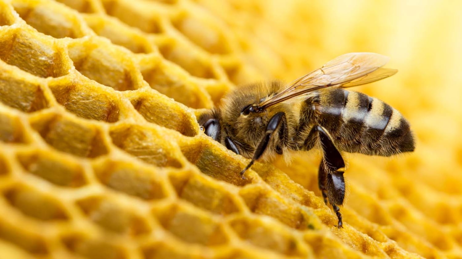 Eine Biene steckt ihren Kopf in eine Bienenwabe