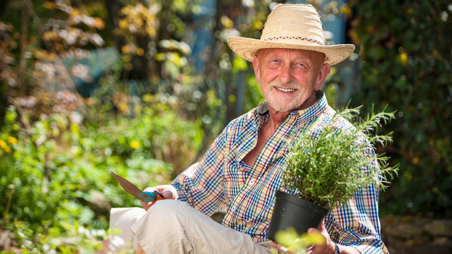 Älterer Mann pflanzt im Garten eine Rosmarinstrauch