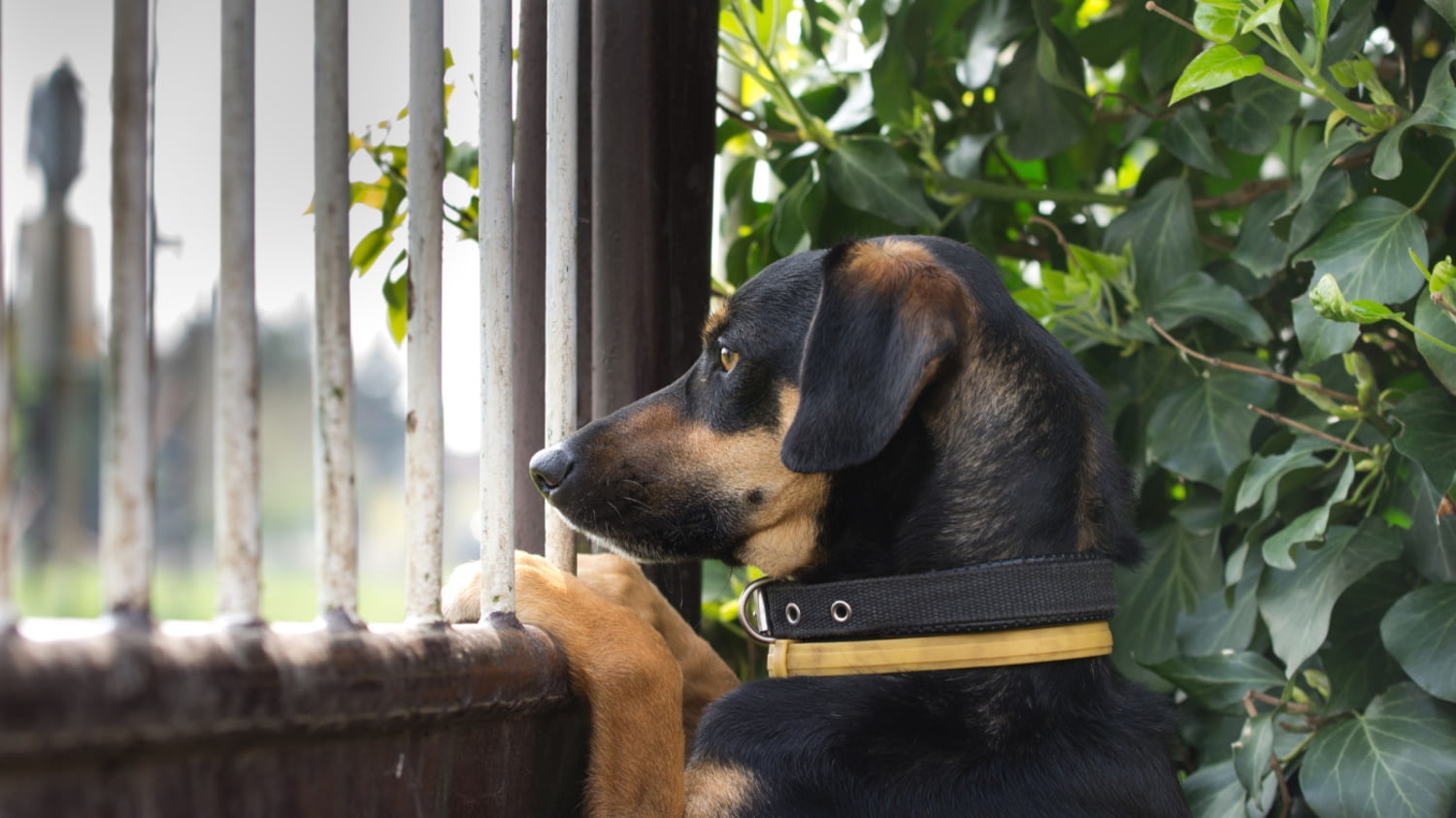 Ein Hund schaut durch ein Gartentor