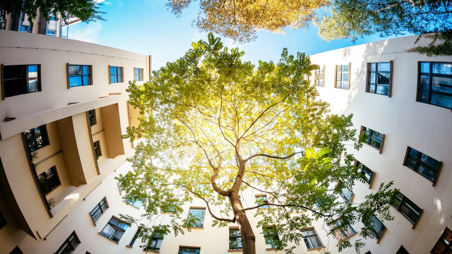 Hinterhof mit Baum und mehrstöckigen Wohnungen aus der Froschperspektive